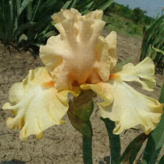 Awesome Blossom