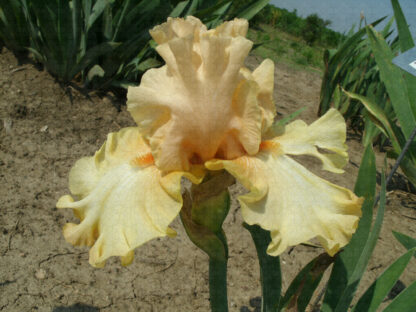 Awesome Blossom