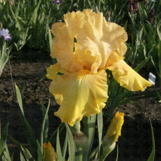 Black Hills Gold