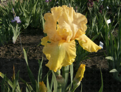 Black Hills Gold