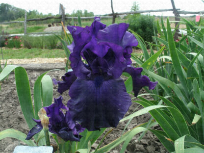 Black Tornado