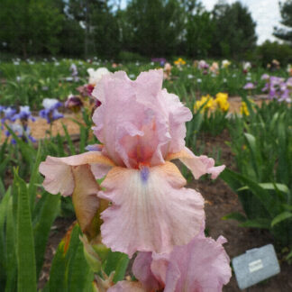 Blue Chip Pink