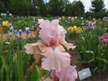 Blue Chip Pink