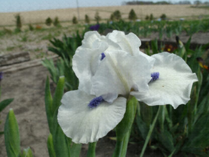 Bluebeard's Ghost