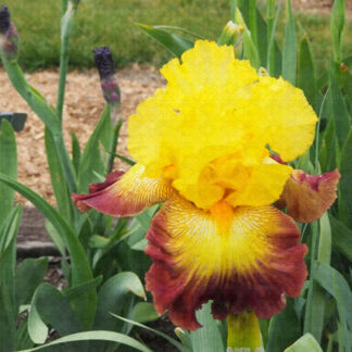 Burst of Glory