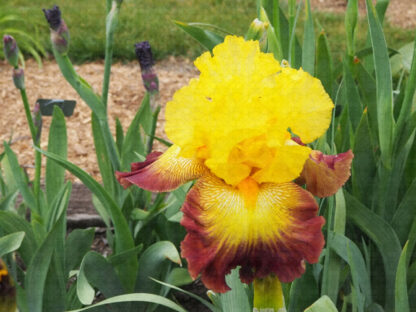 Burst of Glory