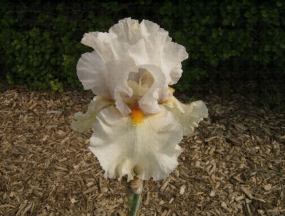 Chenille