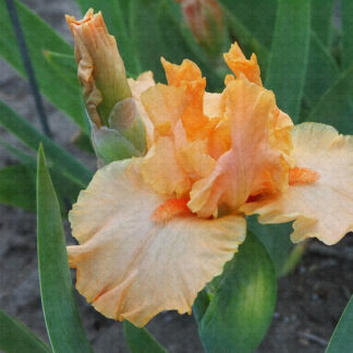 Coral Dragon
