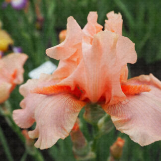 Coral Pincushion