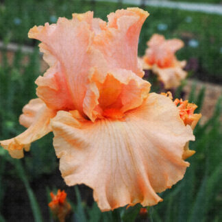 Coral Splendor