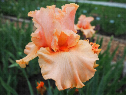 Coral Splendor