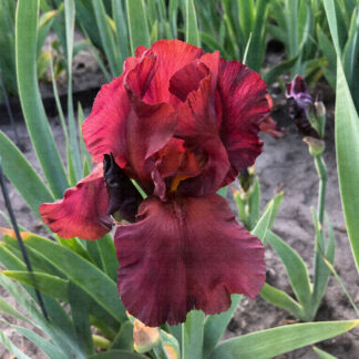 Cracklin Burgundy