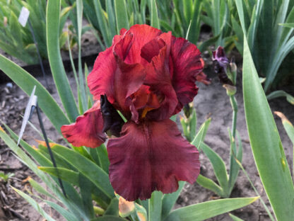 Cracklin Burgundy