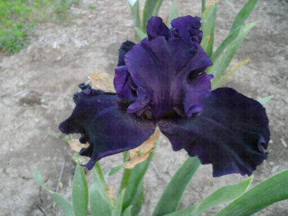 Dark Passion