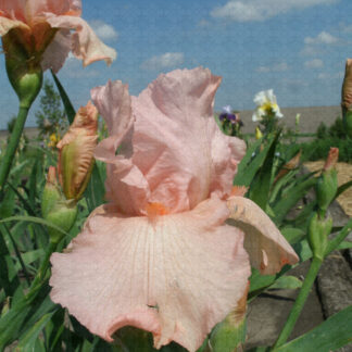 Hunter Pink