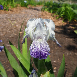 Iris Reginea