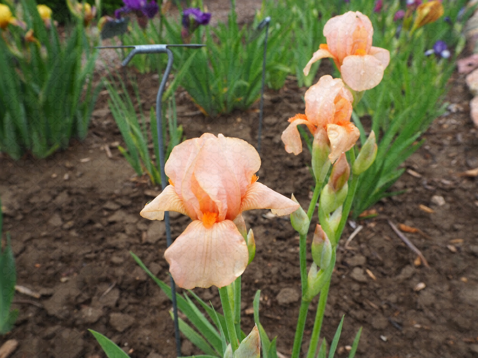 Kissing Booth Hello Gorgeous Gardens Store