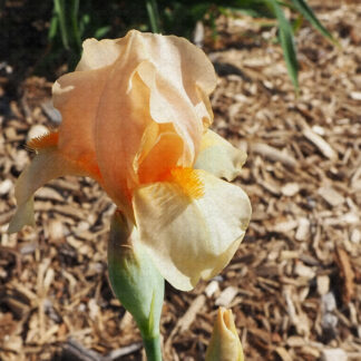 Orange Startlet