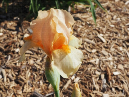 Orange Startlet