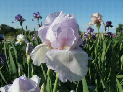 Pearl Chiffon