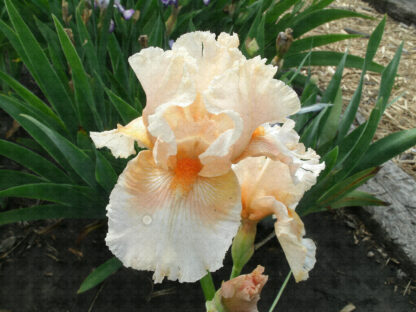 Tropical Passion