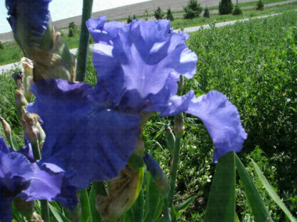 Yaquina Blue