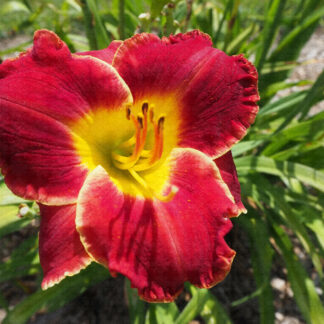 Mississippi Red Bed Beauty