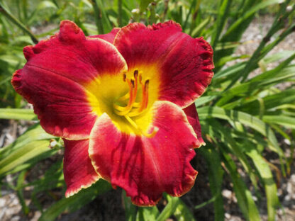 Mississippi Red Bed Beauty