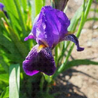 Purple Study