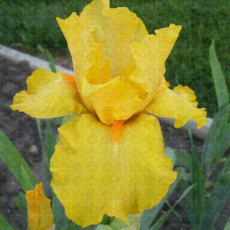 Titian Gold