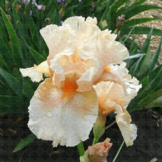 Tropical Passion