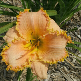 Forestlake Ragamuffin