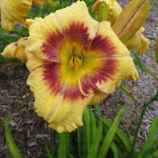 Ornamental Focus