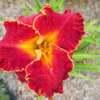 Spacecoast Blood Diamond