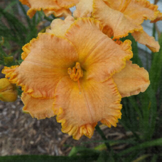Spacecoast Tropical Passion