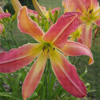 Webster's Pink Wonder